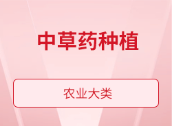 中草药种植